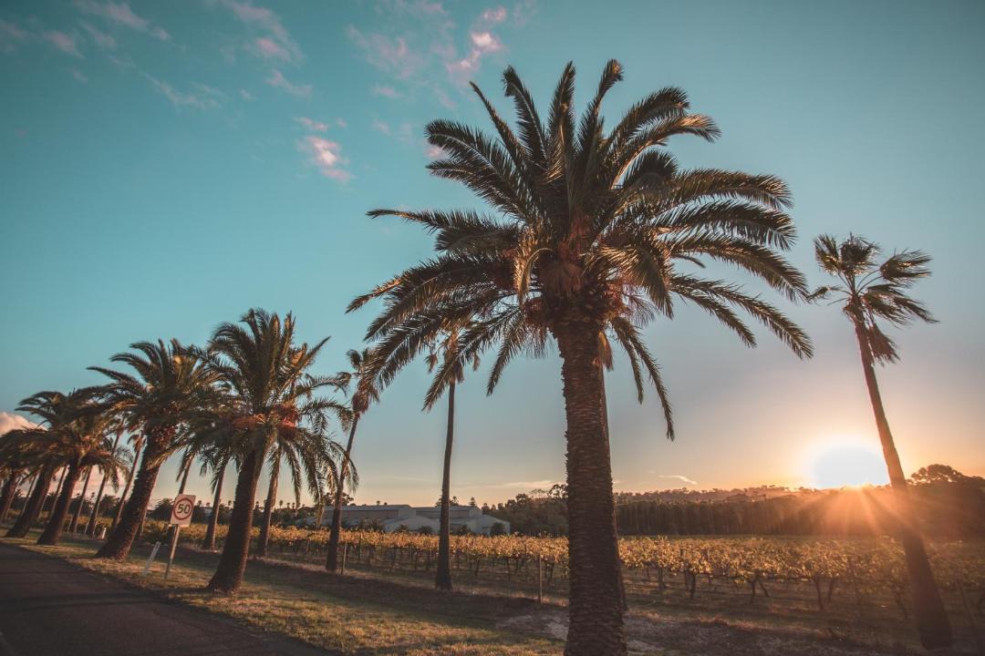 Photo of Others in Seppeltsfield