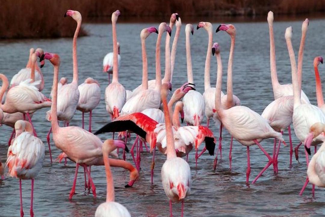 Photo of Human In Picture in Palavas-les-Flots