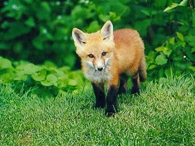 Photo of Others in Smoky Mountains