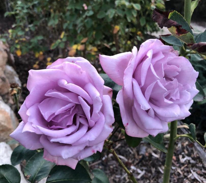 Photo of Outdoor in Metung