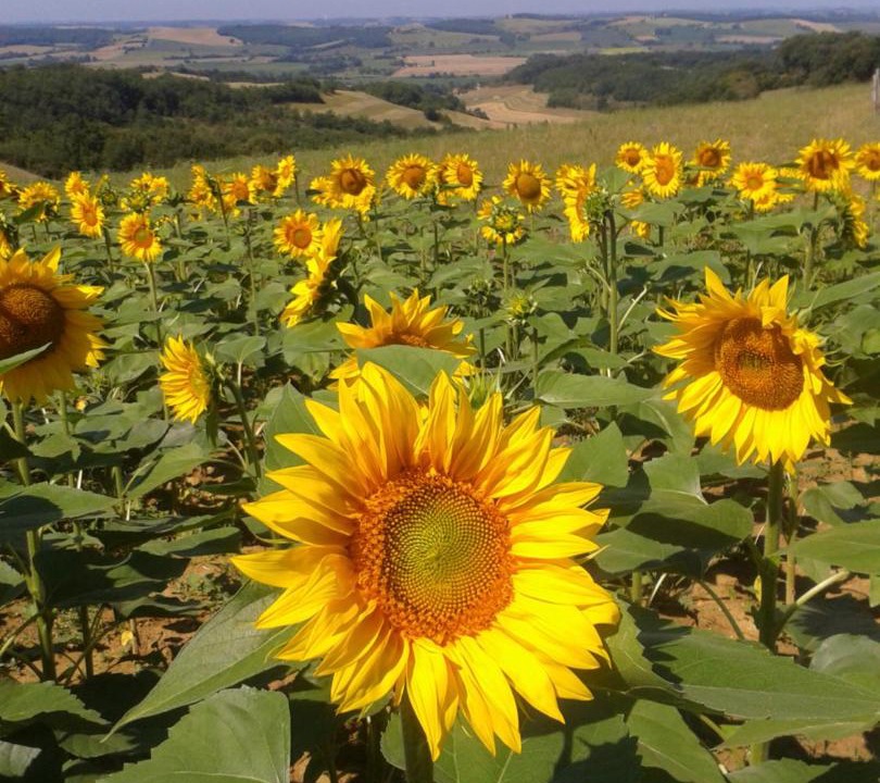 Photo of Others in Biran