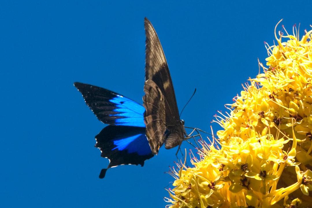 Photo of Others in Mission Beach