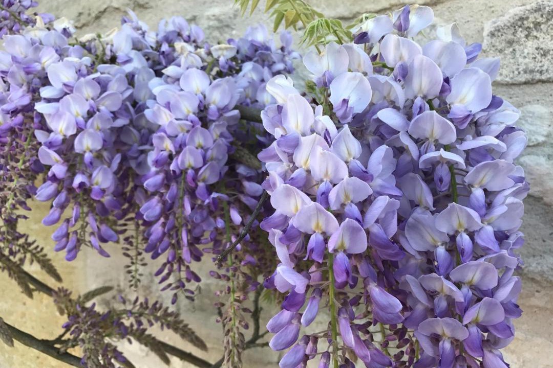 Photo of Others in Breville