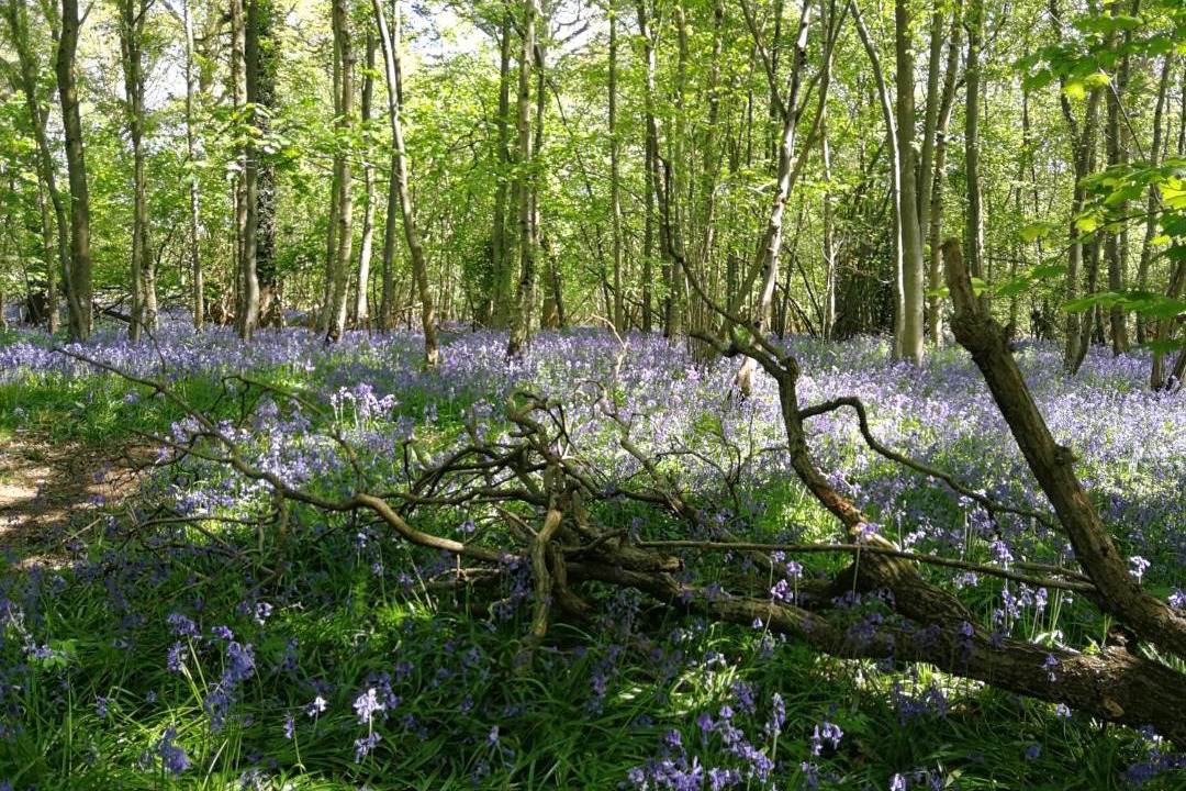 Photo of Others in Marcham