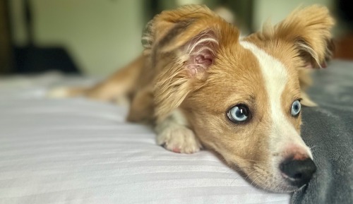 PET FRIENDLY-Standard Double Room, Accessible, Ensuite (Queen-Mountain View)