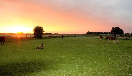 Premium Tent, Accessible, Private Bathroom (Valentina)