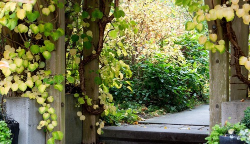 Cottage, 1 King Bed, Non Smoking