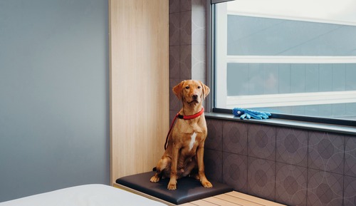 Urban, Room, 1 King Bed