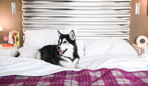 Cozy Room, Room, 1 King Bed