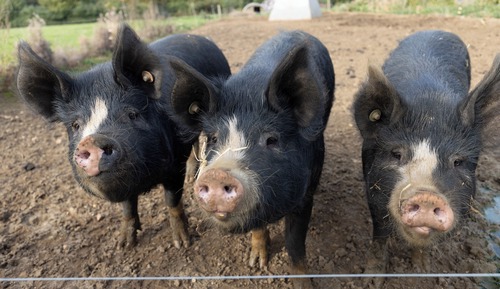 Standard Cabin (Texel Hut)