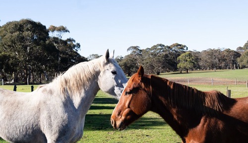 Luxury Cottage, 2 Bedrooms, 2 Bathrooms, Valley View