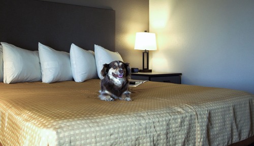 Standard Single Room, 1 King Bed, Non Smoking