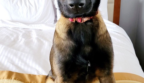 Dog Friendly Deluxe King Room