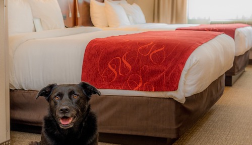 Studio Suite, Multiple Beds
