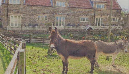 Two-Bedroom Cottage (4 Adults) No Pets