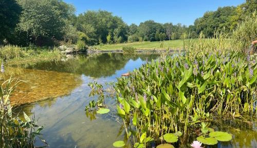 King Room with Garden View