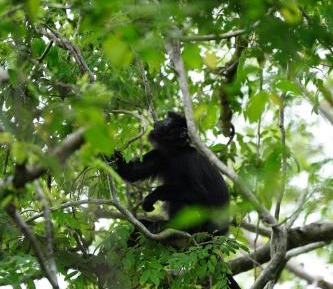 Special Offer - Jungle Lanai Cottage