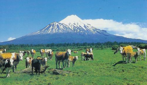 Bed in 4-Bed Mixed Dormitory Room