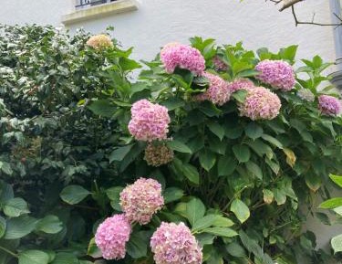 Two-Bedroom Standard Apartment