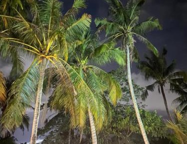 Studio with Garden View