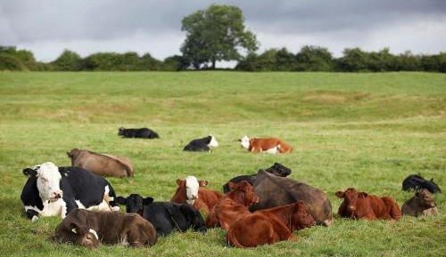 Three-Bedroom Cottage