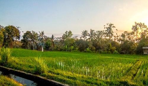 Paradise Suite Villa with Private Pool and Rice Field View