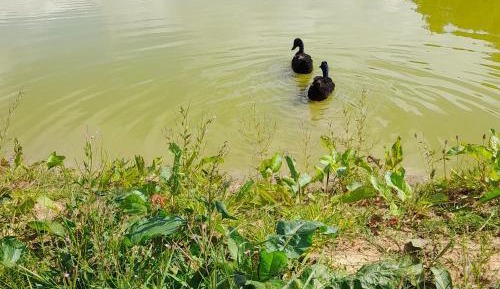 Deluxe Double Room with Shower