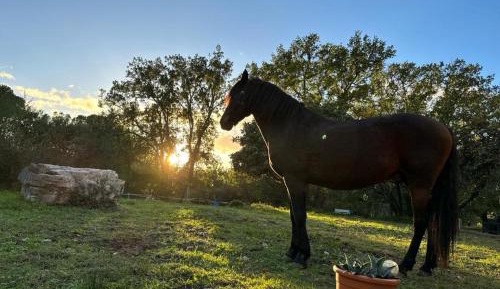 Double Room with Terrace