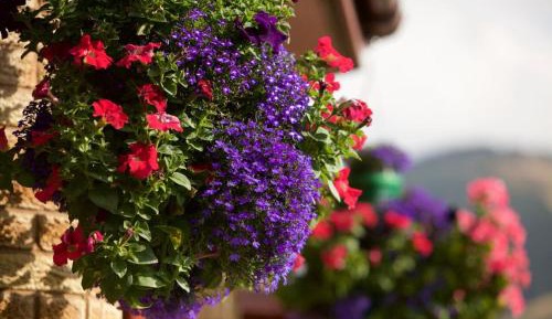 Family Room (3 Adults)