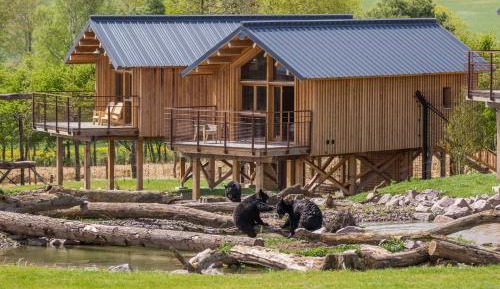 Lodge des ours noirs – Accès au parc et repas inclus