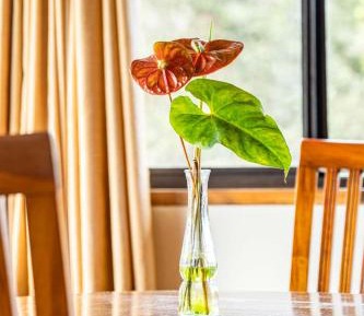 Studio with Garden View