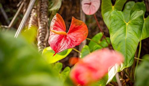 Triple Room - Disability Access