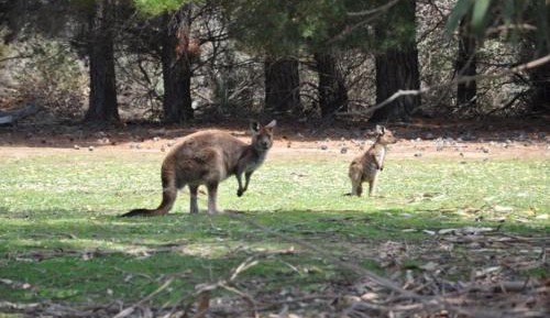 Economy Lodge Motel Room