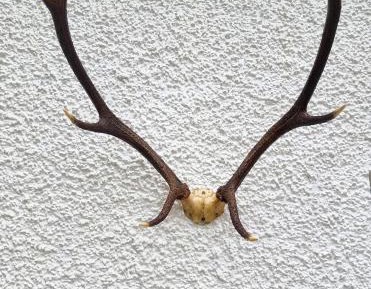 Cottage with Garden View