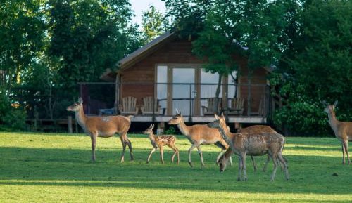 Lodge des cerfs-  Accès au parc et repas inclus 