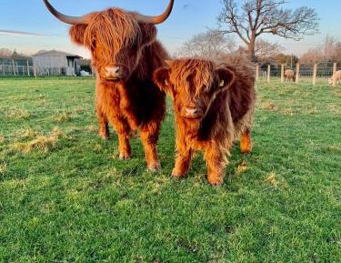 Studio with Garden View