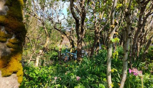 One-Bedroom Apartment with Garden View
