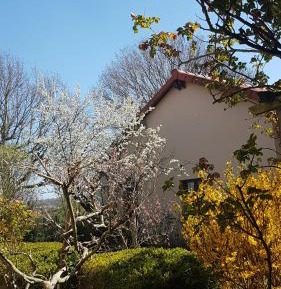 Apartment with Garden View