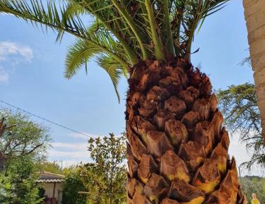 Studio with Garden View