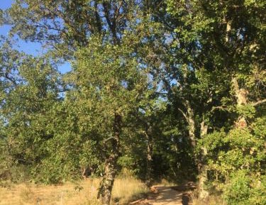 Cabane perché dans les arbres