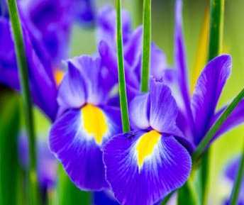 One-Bedroom Cottage - Ah Yett (2 Adults)