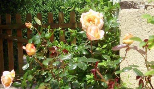 Quadruple Room with Garden Access