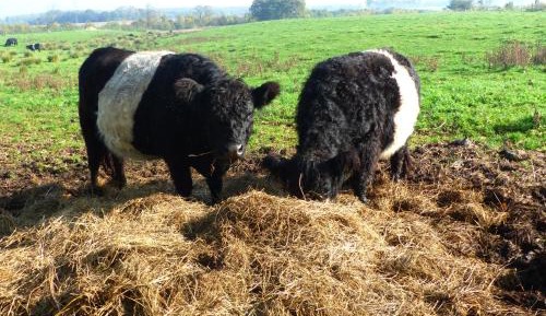 Apartment (4 Adults + 1 Child)