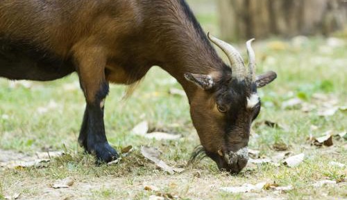 Family Tree House with Terrace (6 People)