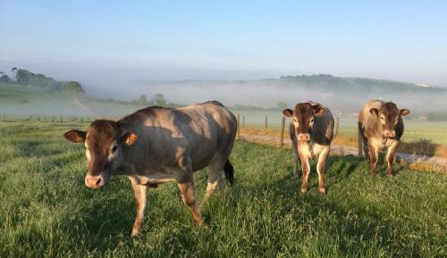 Monkey Puzzle Cottage