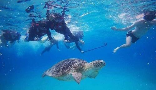 Half Board Standard Double Room with Snorkeling + Boat Transfer (Return)