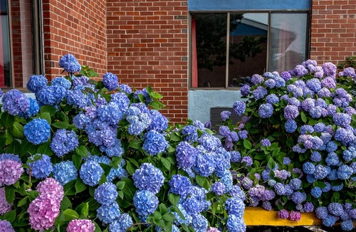 Main Street Hyannis Hotel | Hyannis Plaza Hotel