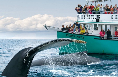 Downtown St. John's Hotel | Courtyard by Marriott St. John's Newfoundland