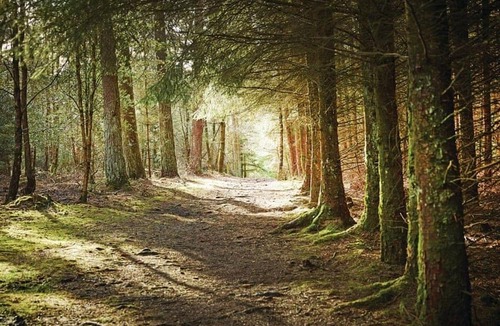 North York Moors National Park Cabin | 3 bedroom accommodation in Cropton, Pickering