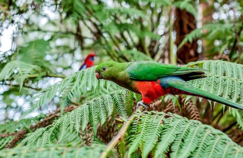 Mount Dandenong Cabin | Jacuzzi in 7 Acre Rain Forest Paradise
